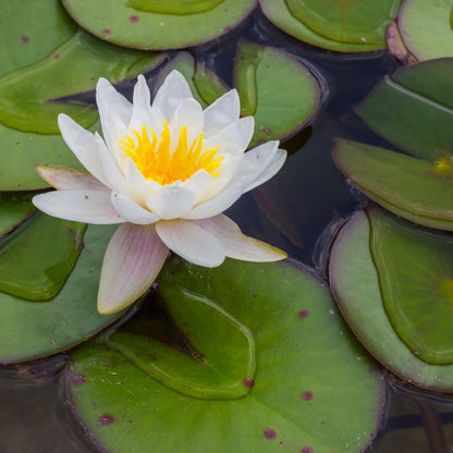 Small Candle Bowl - Miss Dior + Waterlily